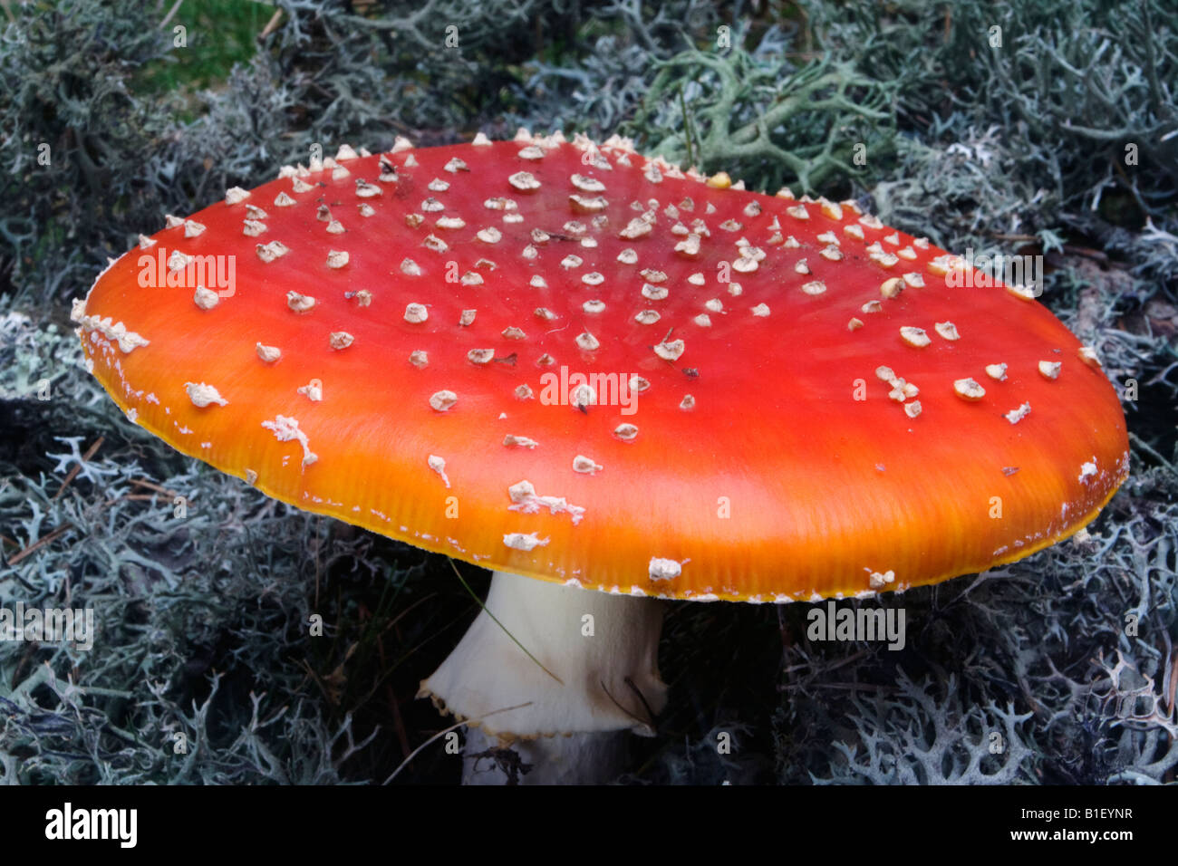 Agaric Fly ( Amanita muscaria ) Banque D'Images