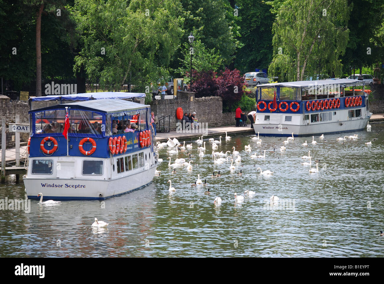 Les bateaux de croisière et de cygnes sur la Tamise, Windsor, Berkshire, Angleterre, Royaume-Uni Banque D'Images