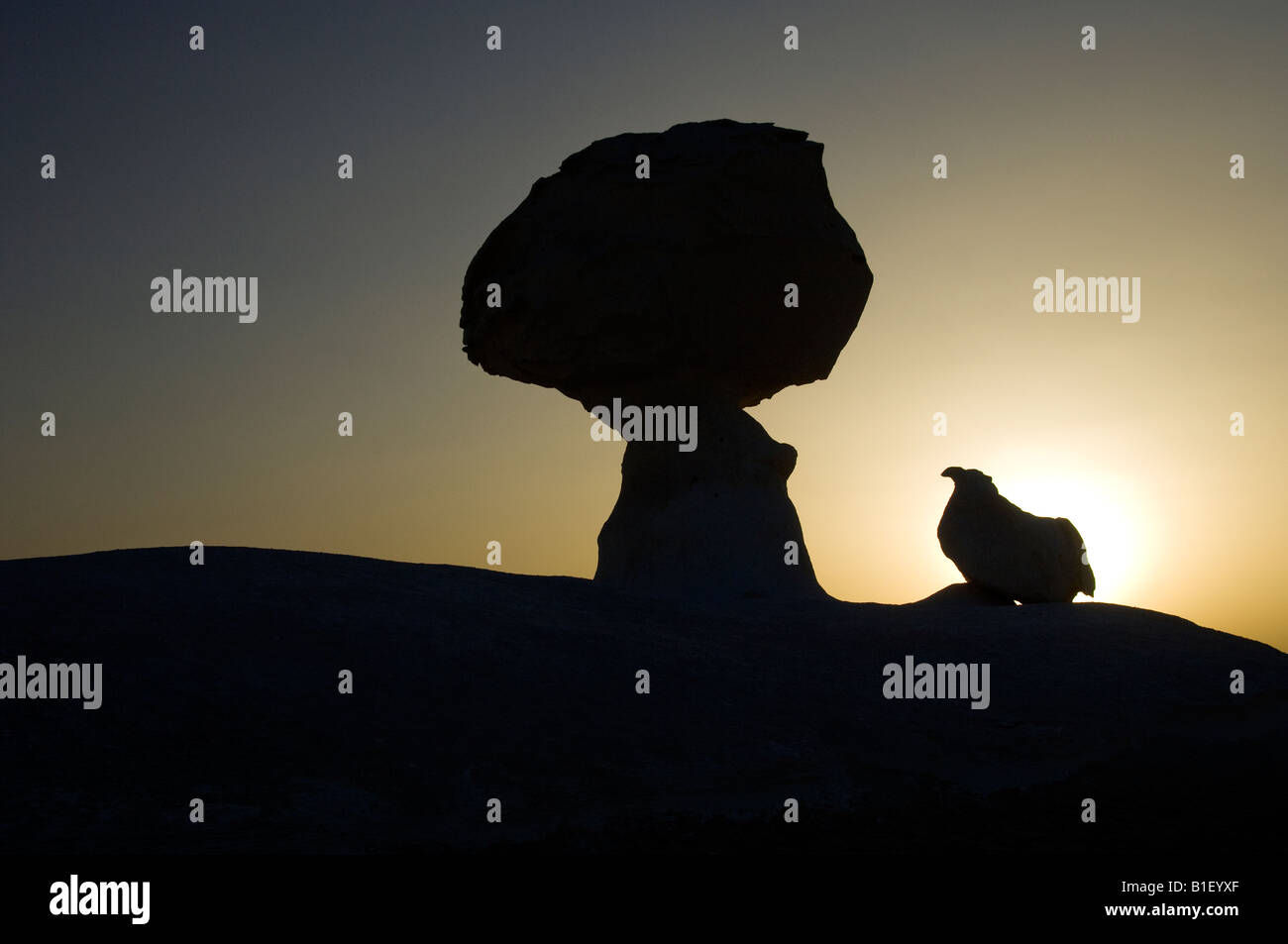 Le poulet et la silhouette en forme de champignon dans le désert blanc au coucher du soleil en Egypte Banque D'Images