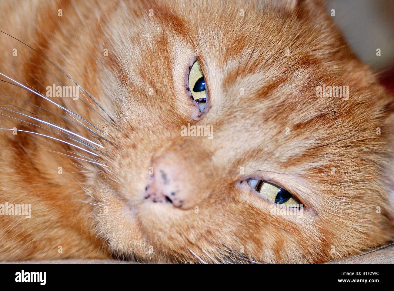 Close up tête portrait d'un chat avec gingembre gingembre clair et foncé marquage Banque D'Images