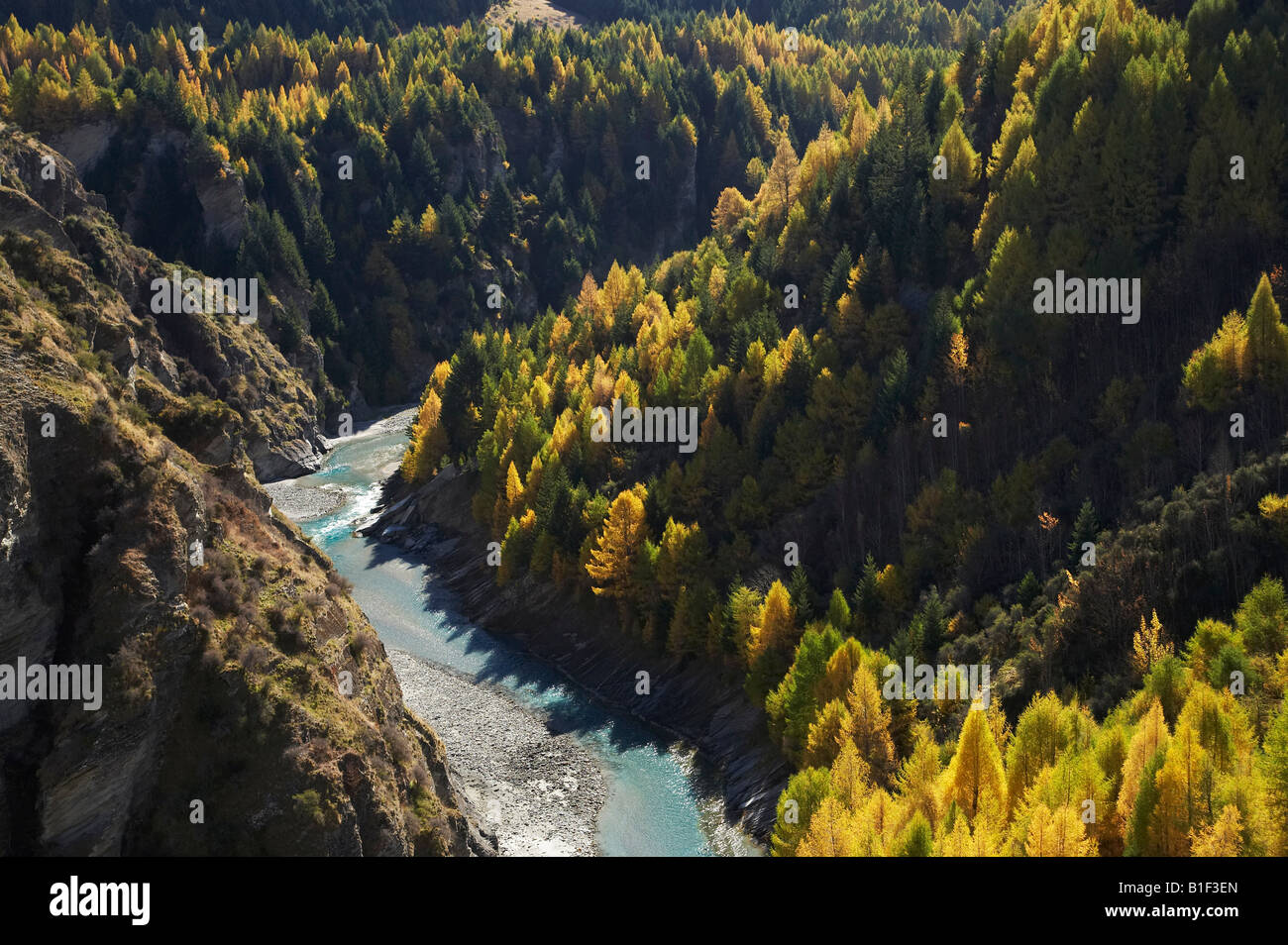 Shotover River et le mélèze arbres en automne Skippers Canyon historique près de Central Otago Queenstown ile sud Nouvelle Zelande Banque D'Images