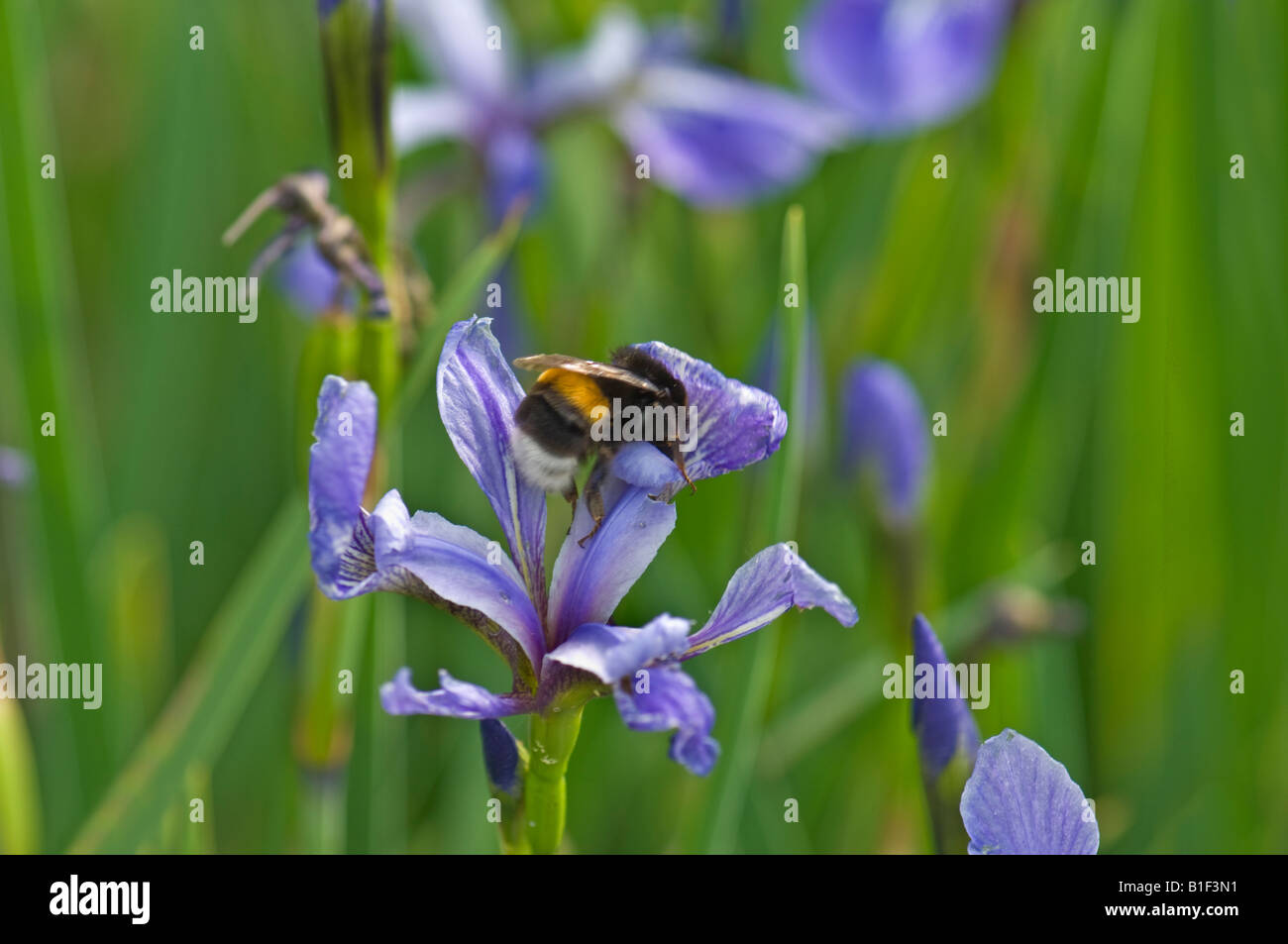 L'Iris versicolor IRIDACEAE Amérique du Nord fleurs fleur bleu bourdon bourdon bourdon insecte mouche animal Banque D'Images
