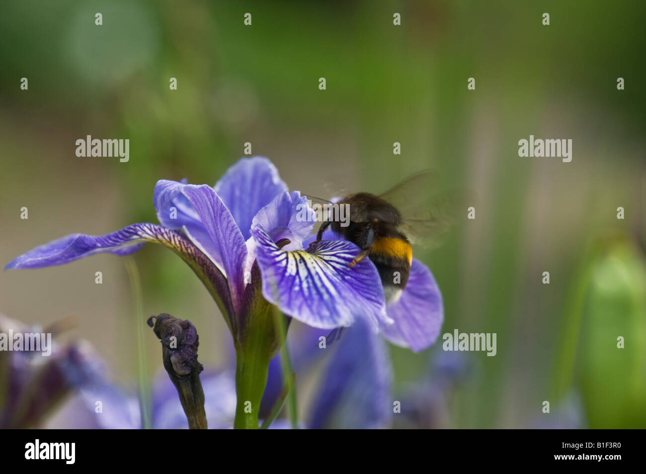 L'Iris versicolor IRIDACEAE Amérique du Nord fleurs fleur bleu bourdon bourdon bourdon insecte mouche animal Banque D'Images