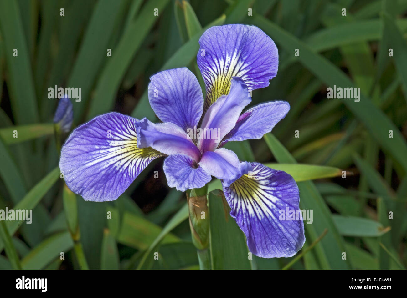 L'Iris versicolor IRIDACEAE Amérique du Nord fleurs fleur bleu Banque D'Images