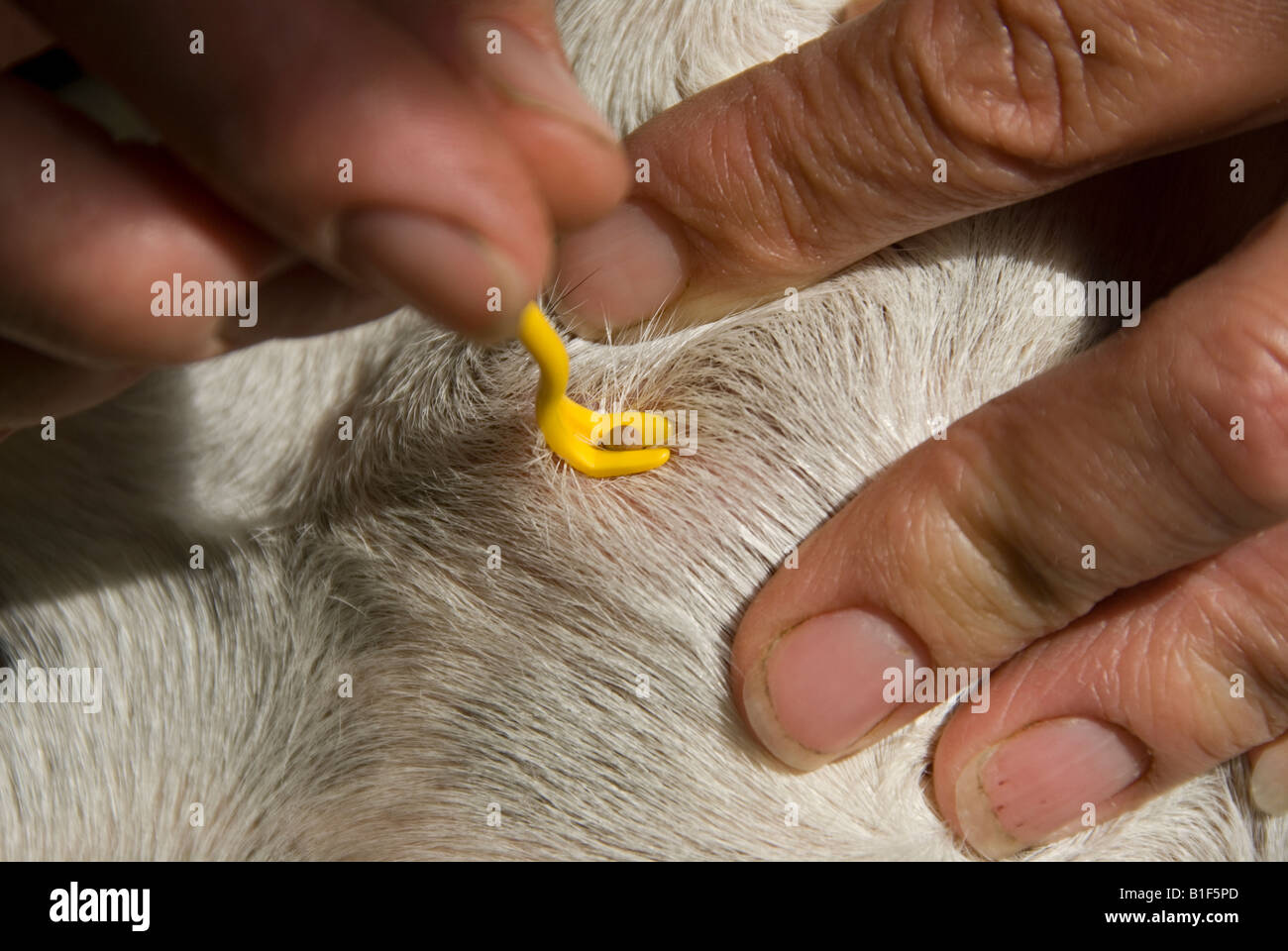 Stock photo d'un tick gonflés avec le sang et intégrés dans une peau de chien Banque D'Images