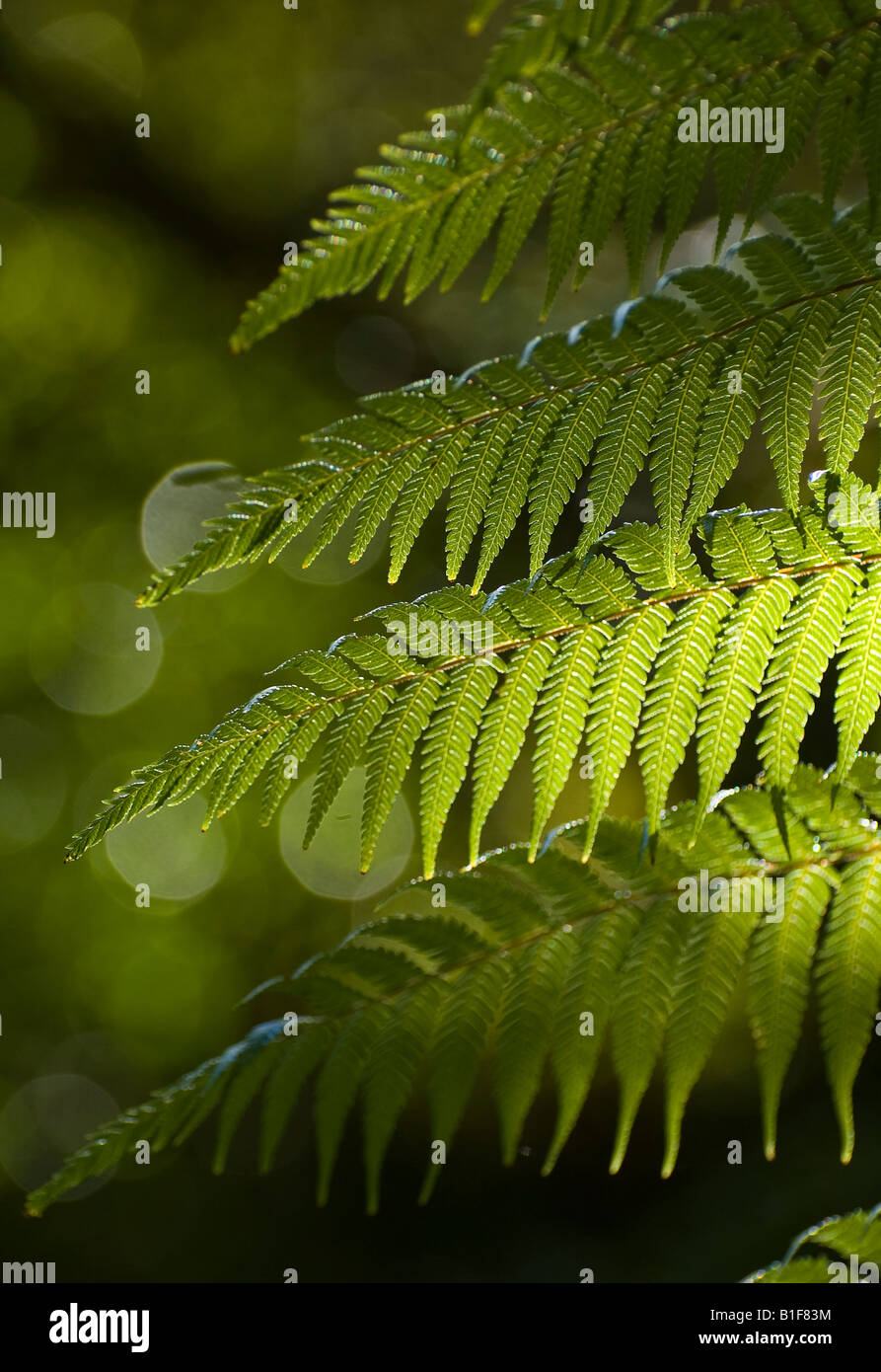 Les frondes de fougère arborescente (Brown, Dicksonia squarrosa) wheki Banque D'Images