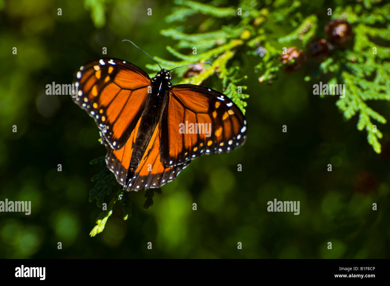 Une femme le monarque (Danaus plexippus) Banque D'Images