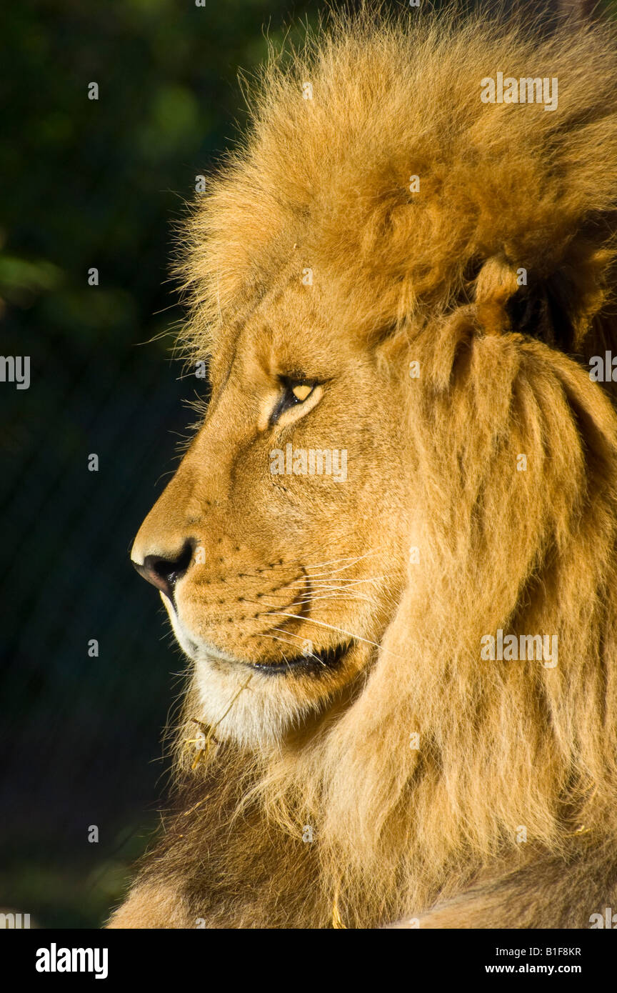 Une captive male lion (Panthera leo) au zoo de Wellington Banque D'Images