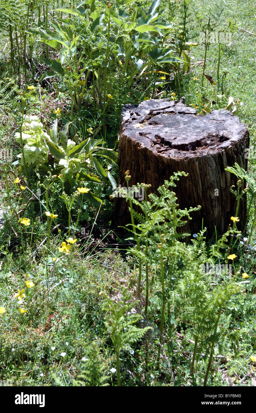 Vieux tronc et des plantes et fleurs de montagne, Col de Bavella, Corse, France Banque D'Images