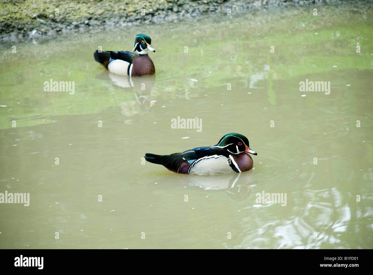 Canard de la Caroline Banque D'Images