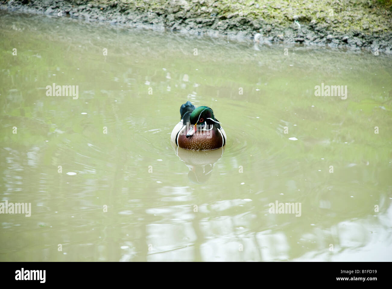 Canard de la Caroline Banque D'Images