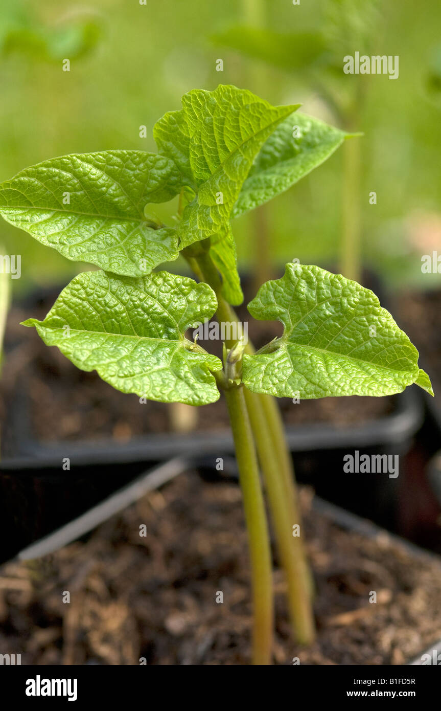 Gros plan de jeunes haricots verts plantules végétales plantules plantules plantules plantes cultivées dans une serre Angleterre Royaume-Uni Royaume-Uni Grande-Bretagne Banque D'Images