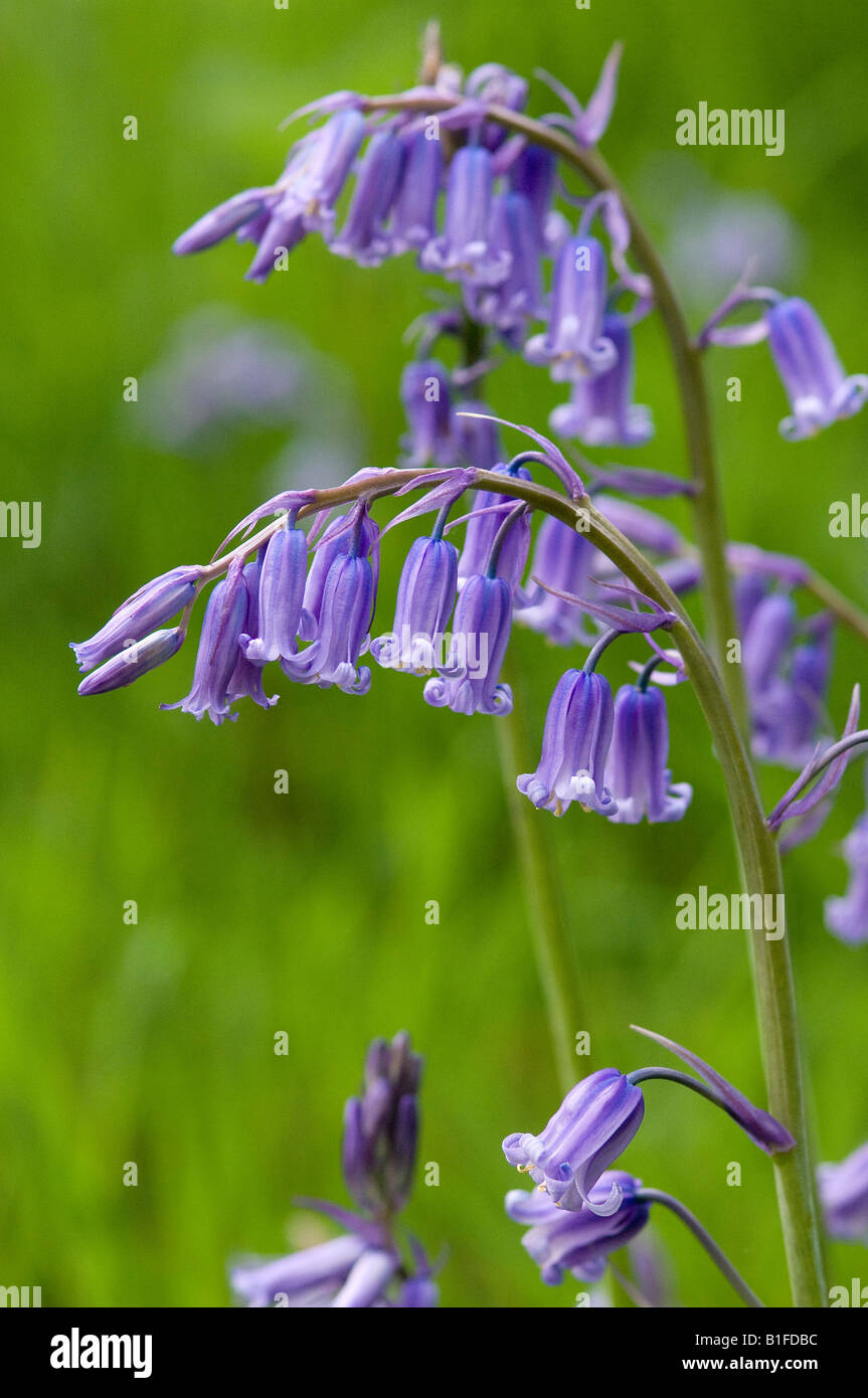 Cloches sauvages bluebell Blue fleurs fleurir au printemps près Haut Yorkshire du Nord Angleterre Royaume-Uni Grande-Bretagne hyacinthoides Banque D'Images