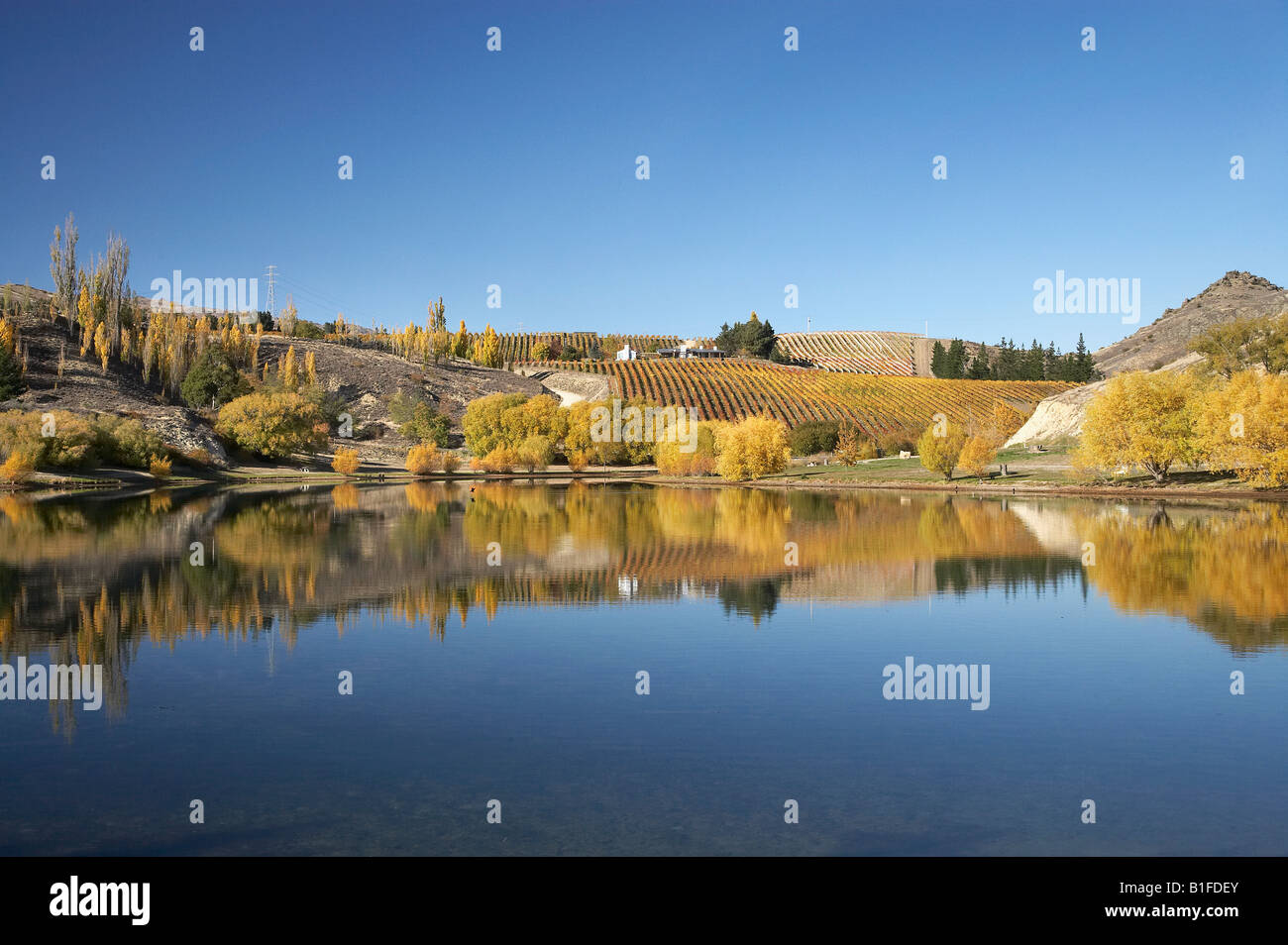 La couleur en automne et vignoble Bannockburn Inlet Lake Dunstan Central Otago ile sud Nouvelle Zelande Banque D'Images