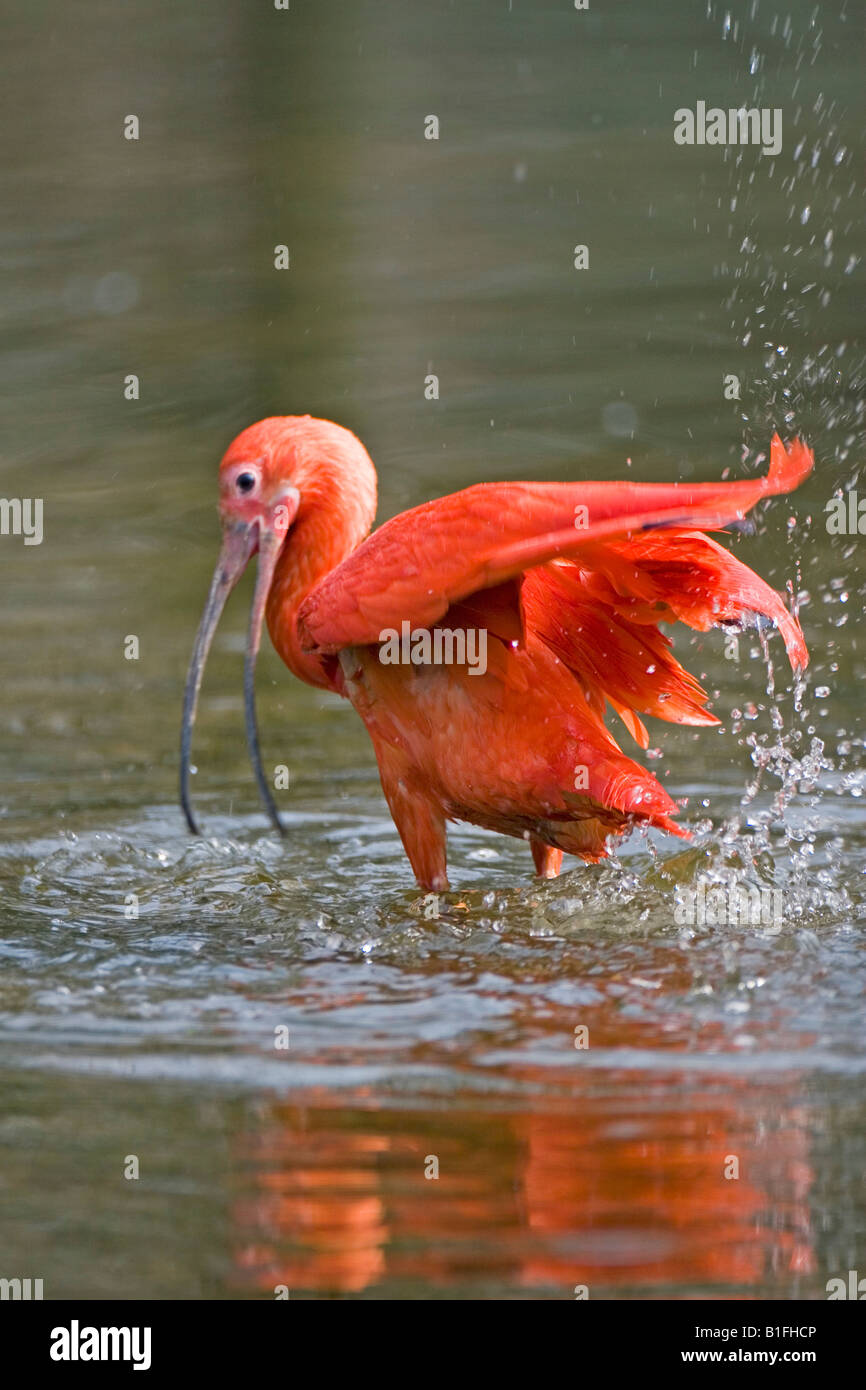 Scharlachibis Scharlachsichler scharlachsichler roter sichler Eudocimus ruber Ibis rouge Banque D'Images