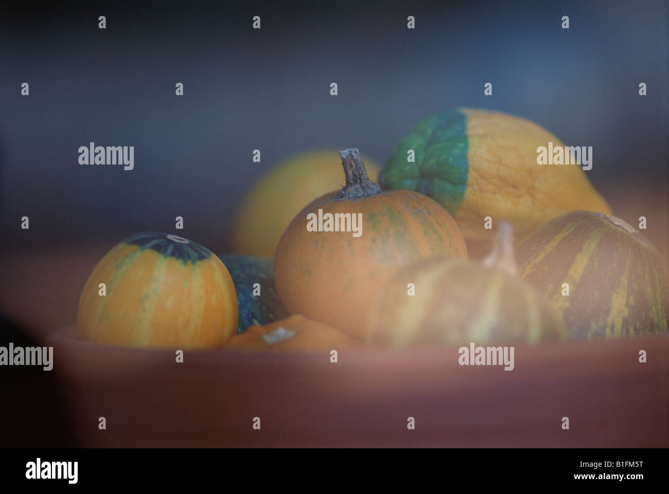 Citrouilles Dans Pot de Fleurs Banque D'Images