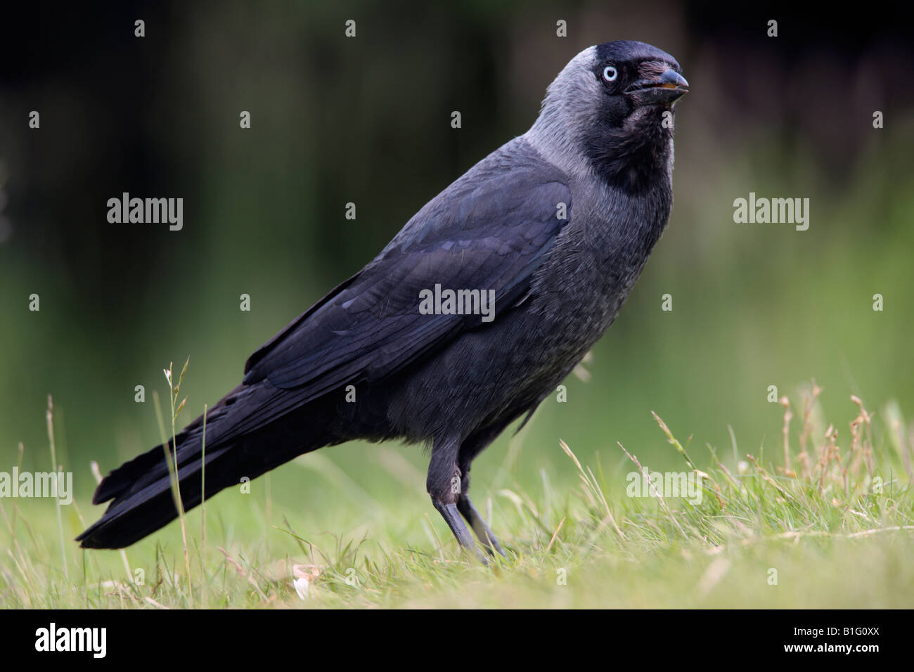 Corvus monedula choucas à Bedfordshire Potton alerte permanent Banque D'Images