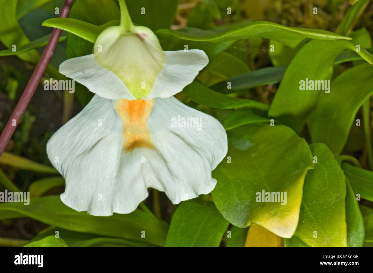 L'UTRICULARIA alpina Lentibulariaceae Antillen antilles plante vivace épiphyte carnivore carnivore tabliers fées f Banque D'Images