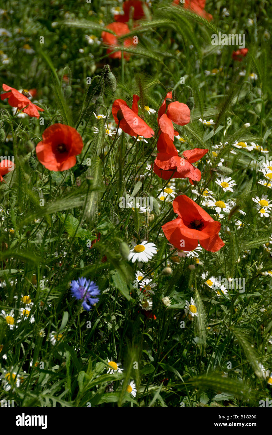 Flowers in garden, Londres Banque D'Images