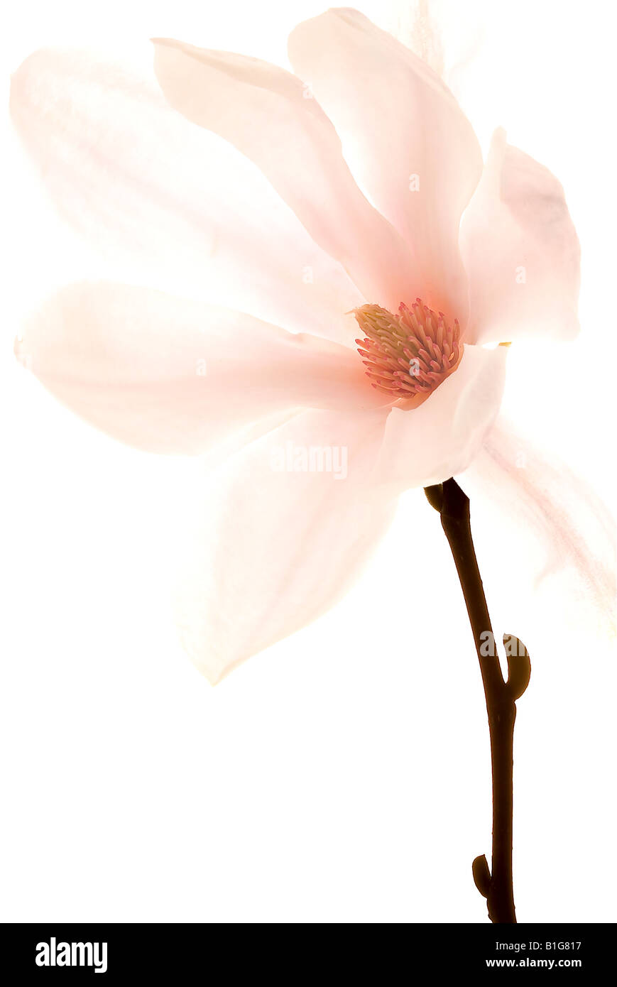 Rose flower still life fond blanc tulip pine Apple Blossom daffodil Banque D'Images