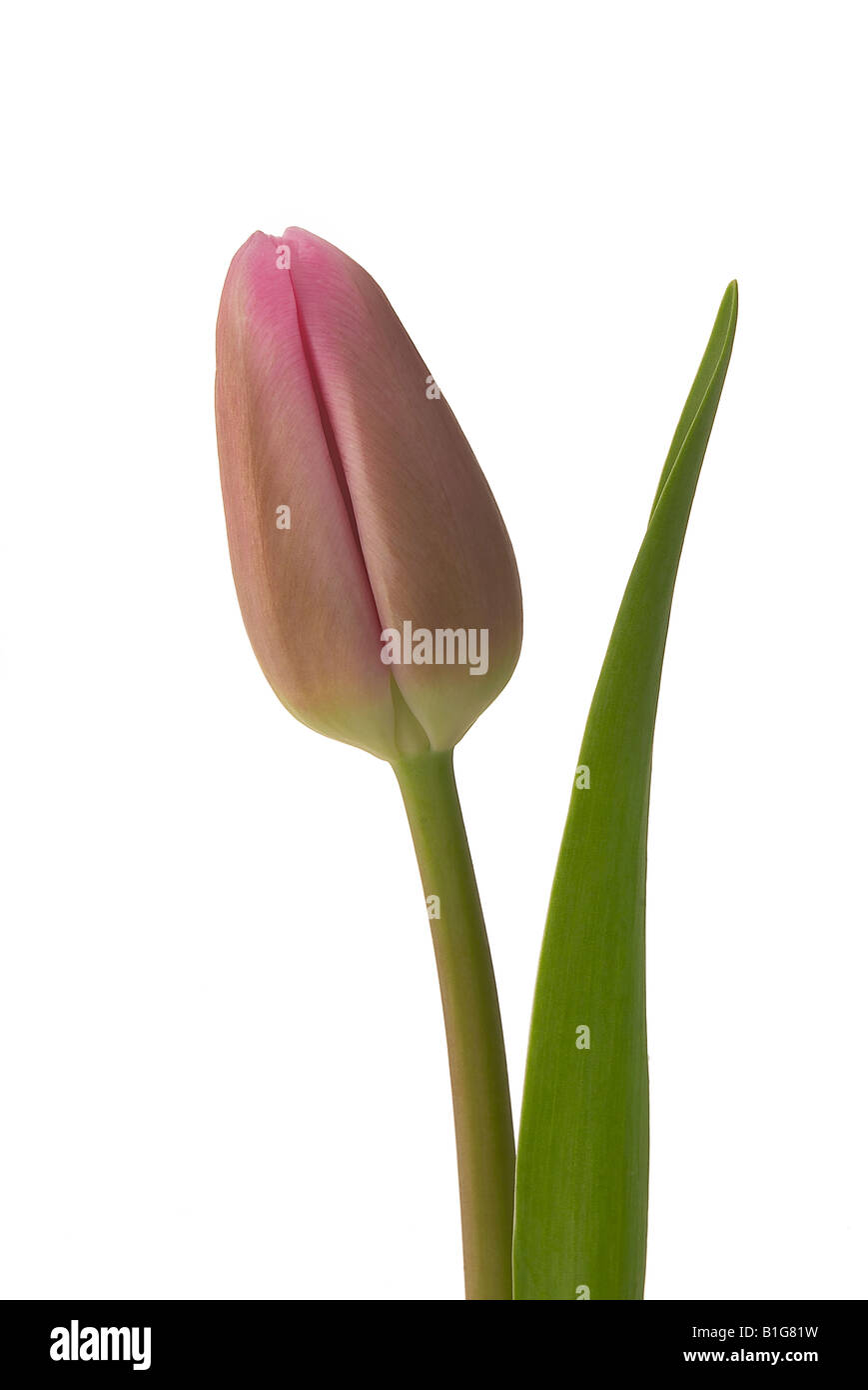 Rose flower still life fond blanc tulip pine Apple Blossom daffodil Banque D'Images