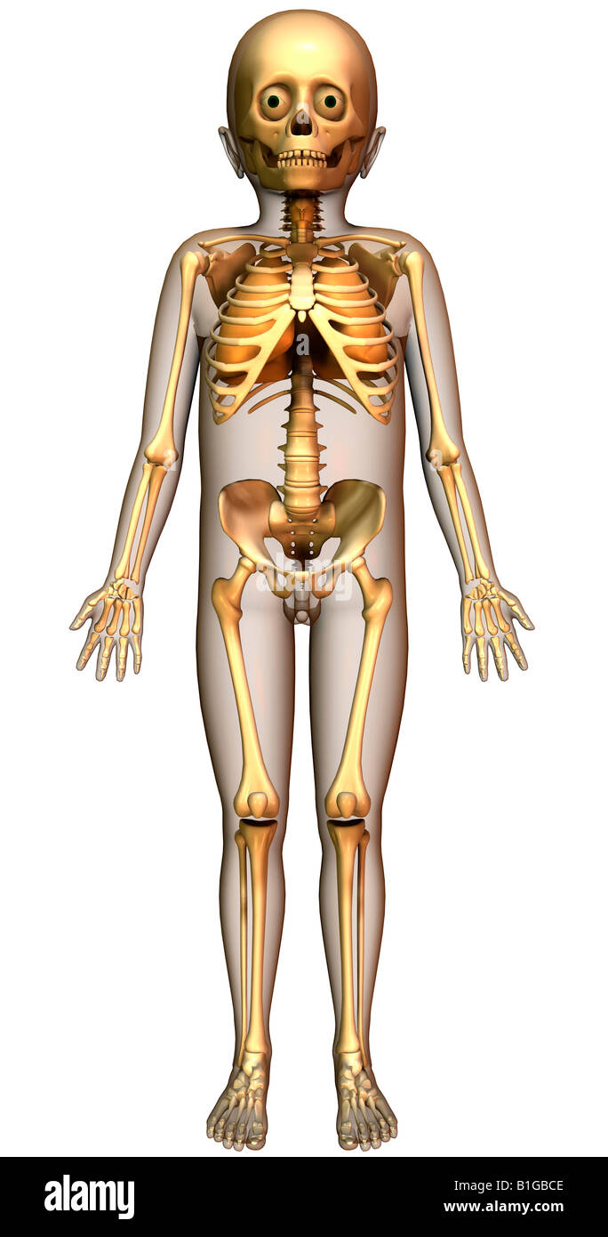Squelette anatomie pulmonaire avec Banque D'Images