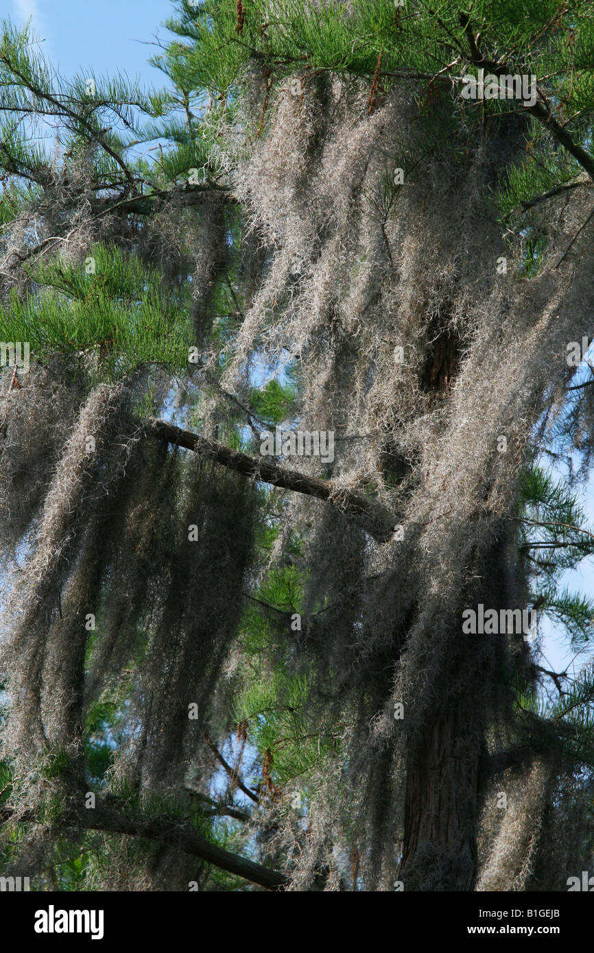 Cyprès et mousse espagnole Tillandsia usneoides Okefenokee National Wildlife Refuge près de Folkston Georgia USA Banque D'Images