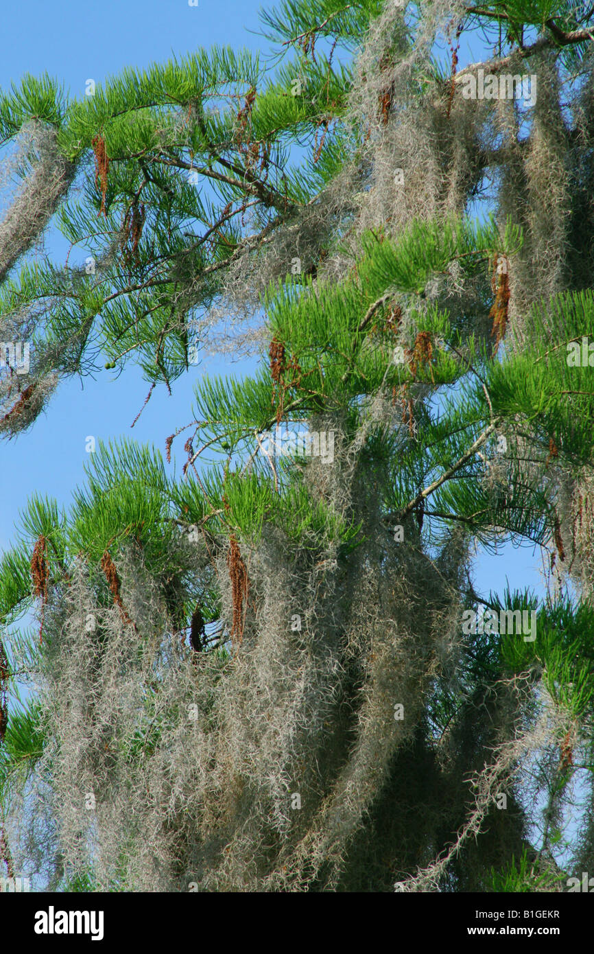 Cyprès et mousse espagnole Tillandsia usneoides Okefenokee National Wildlife Refuge près de Folkston Georgia USA Banque D'Images