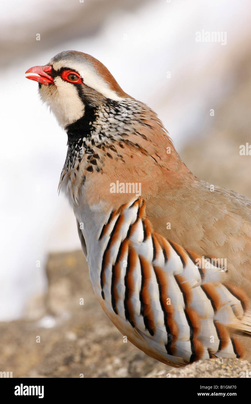 Perdrix à pattes rouges ( Alectoris rufa ) Banque D'Images