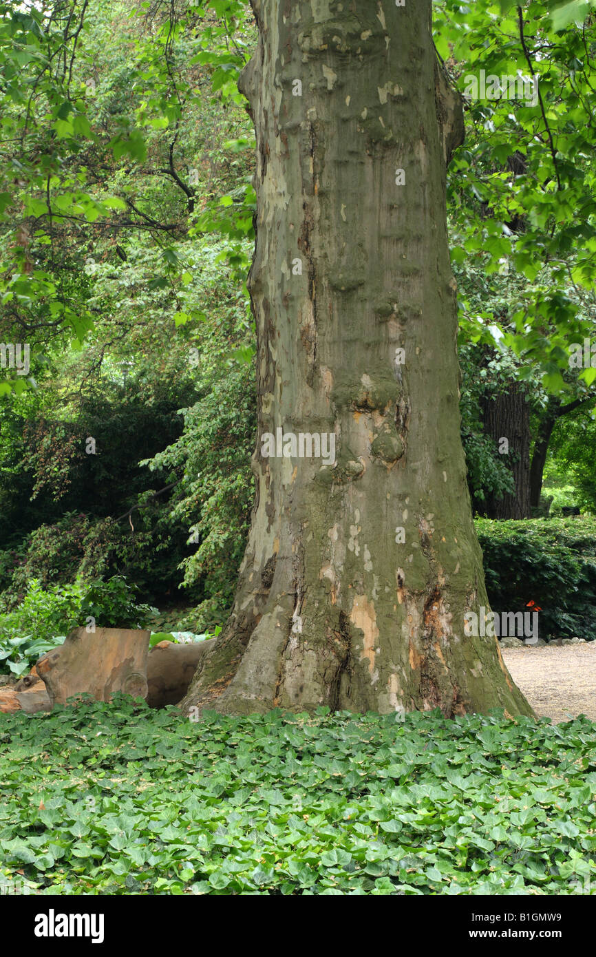 Vieux tronc de platane Platanus acerifolia Banque D'Images