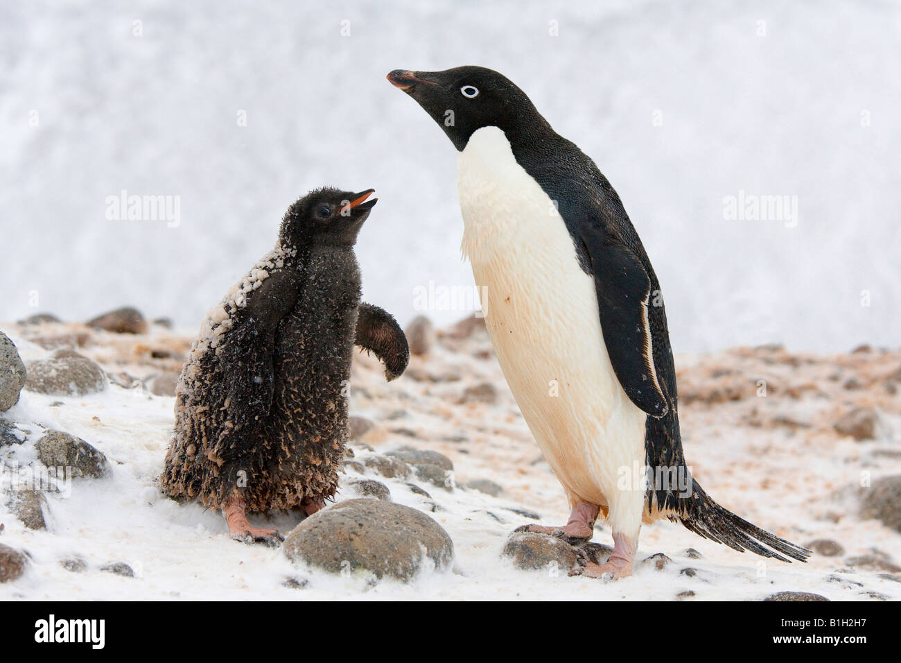 Manchot Adélie (Pygoscelis adeliae) avec ses jeunes l'un, l'Antarctique Banque D'Images