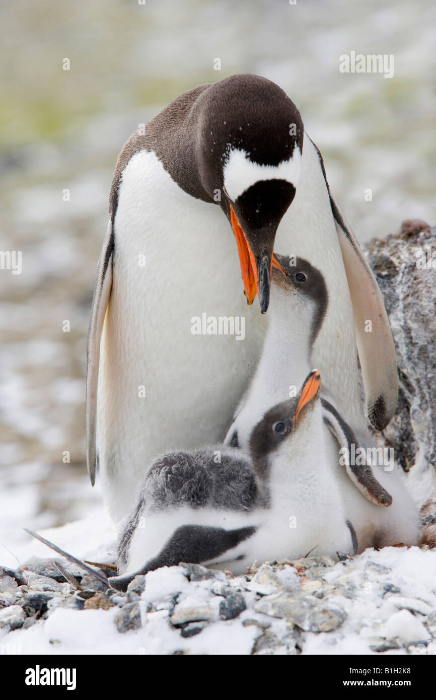 Gentoo pingouin (Pygoscelis papua) nourrissant ses jeunes l'un, l'Antarctique Banque D'Images