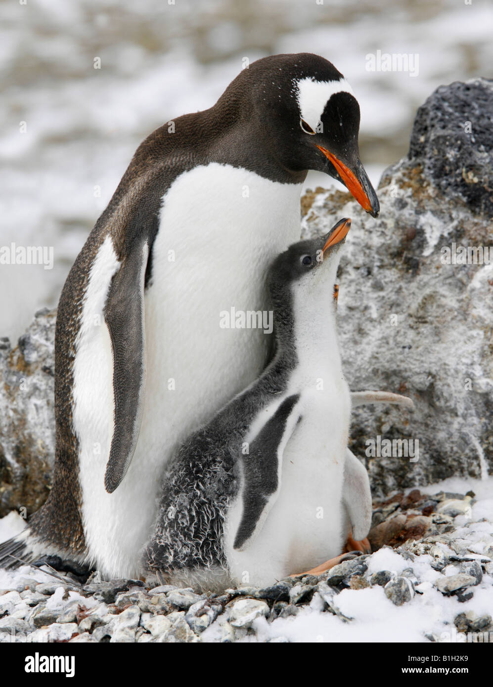 Gentoo pingouin (Pygoscelis papua) nourrissant ses jeunes l'un, l'Antarctique Banque D'Images