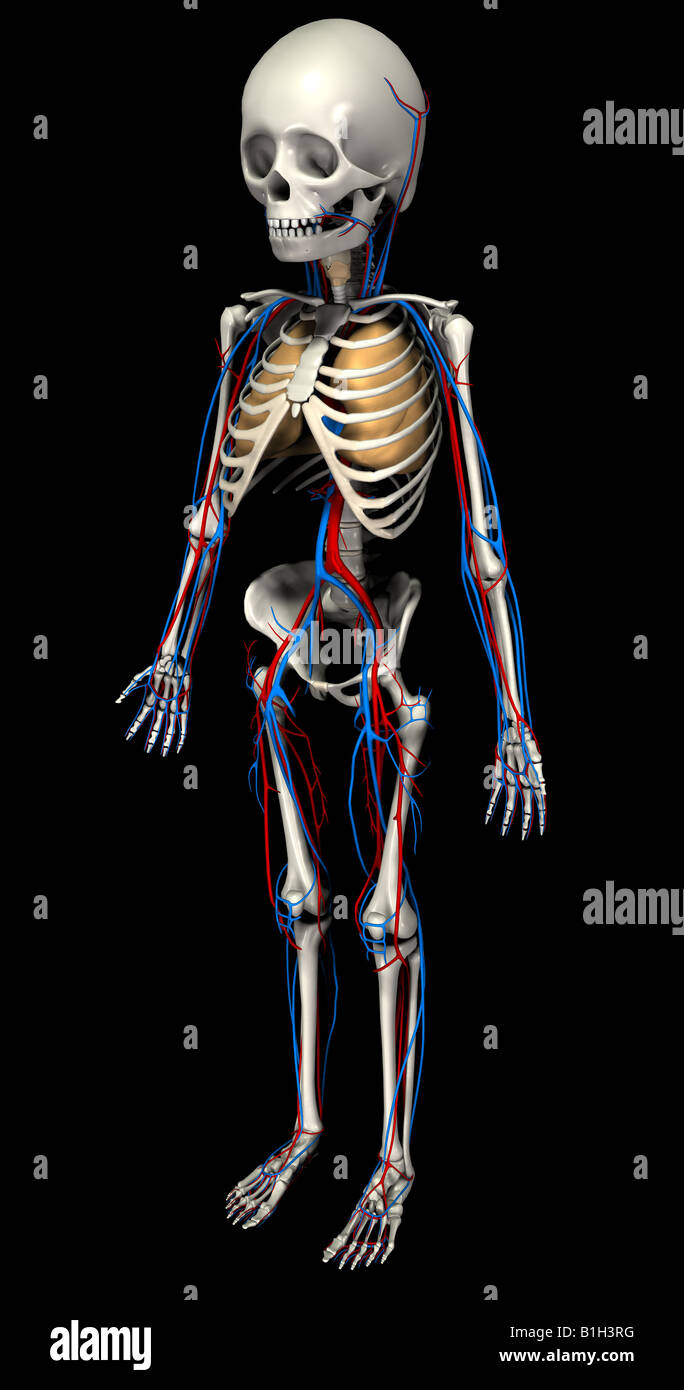 Anatomie squelette avec circulation coeur et poumons Banque D'Images