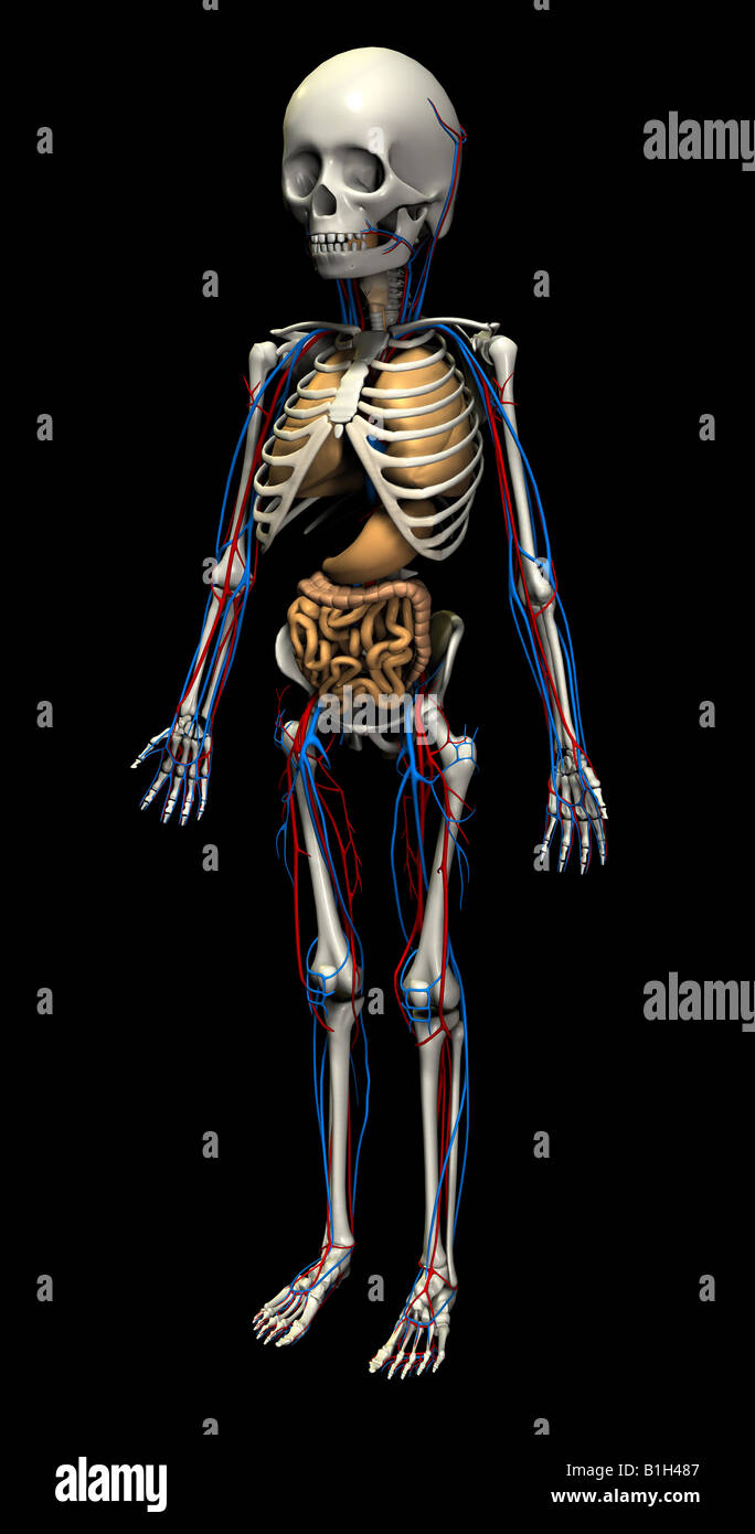 Squelette anatomie cardiaque circulation poumons tube Banque D'Images