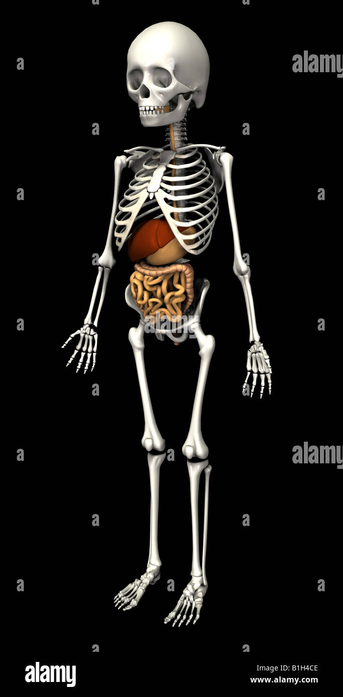 Squelette anatomie foie digestifs Banque D'Images