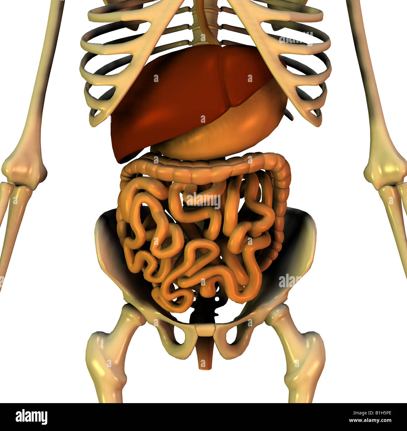 Anatomie du foie digestion pelvienne Banque D'Images
