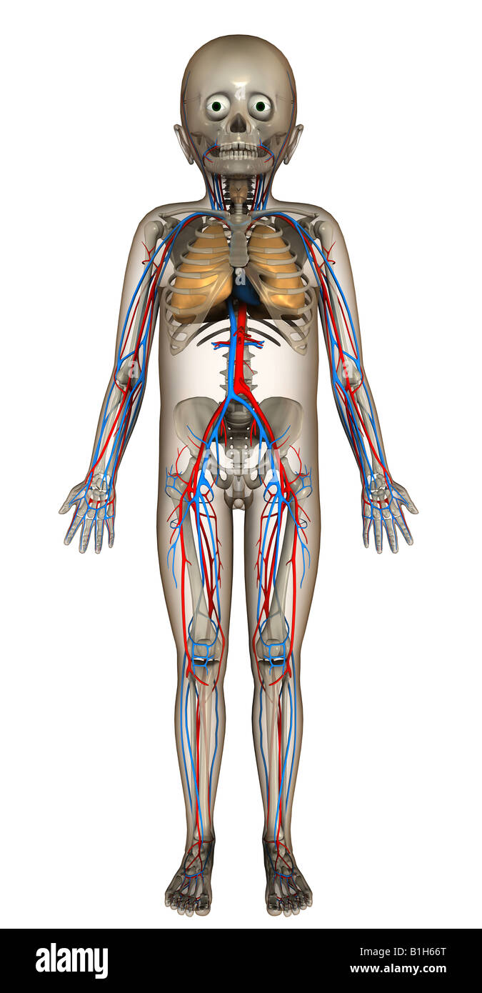 La circulation de l'enfant anatomie poumons Banque D'Images