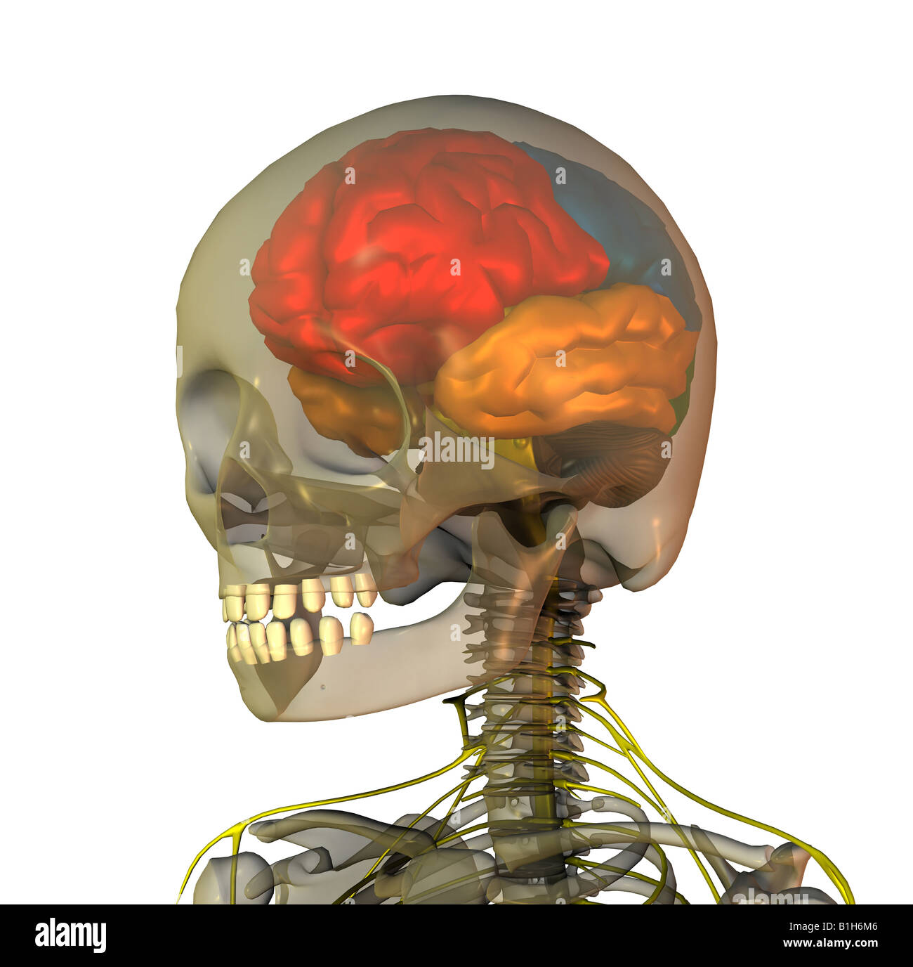 Anatomie du cerveau de la tête Banque D'Images