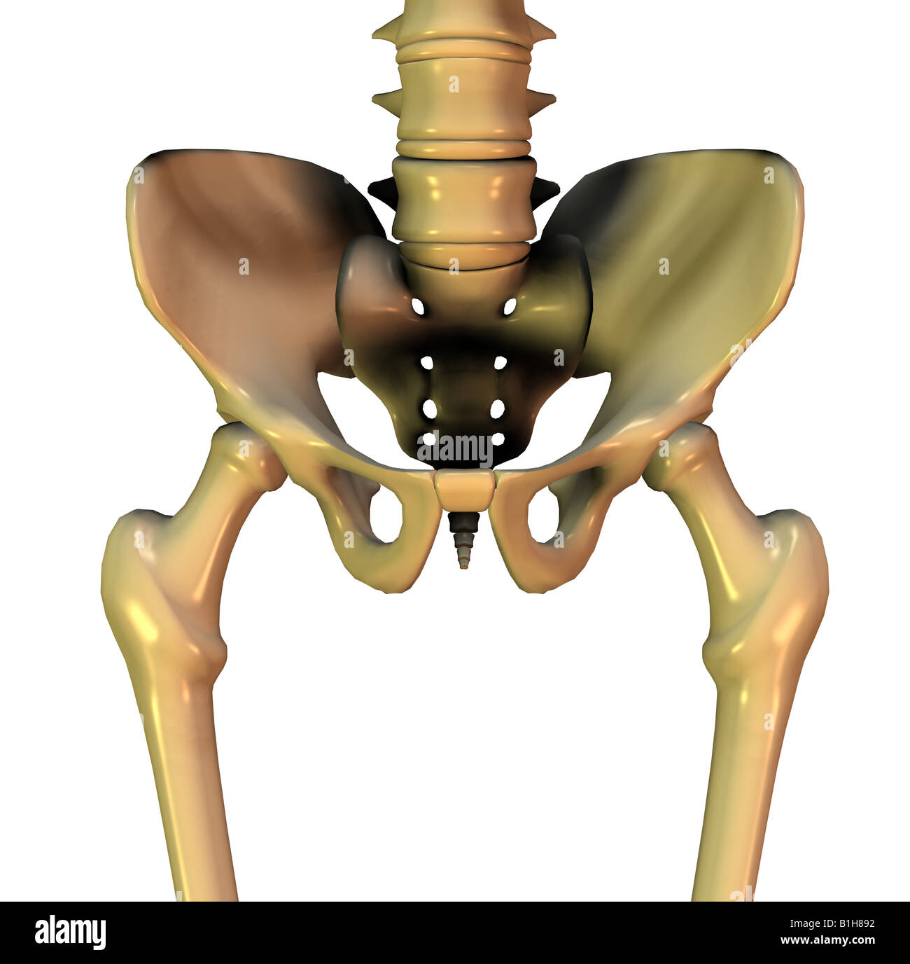 Anatomie pelvienne Banque D'Images
