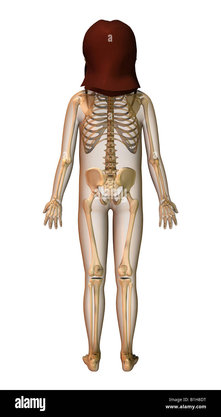 Femme squelette anatomie Banque D'Images