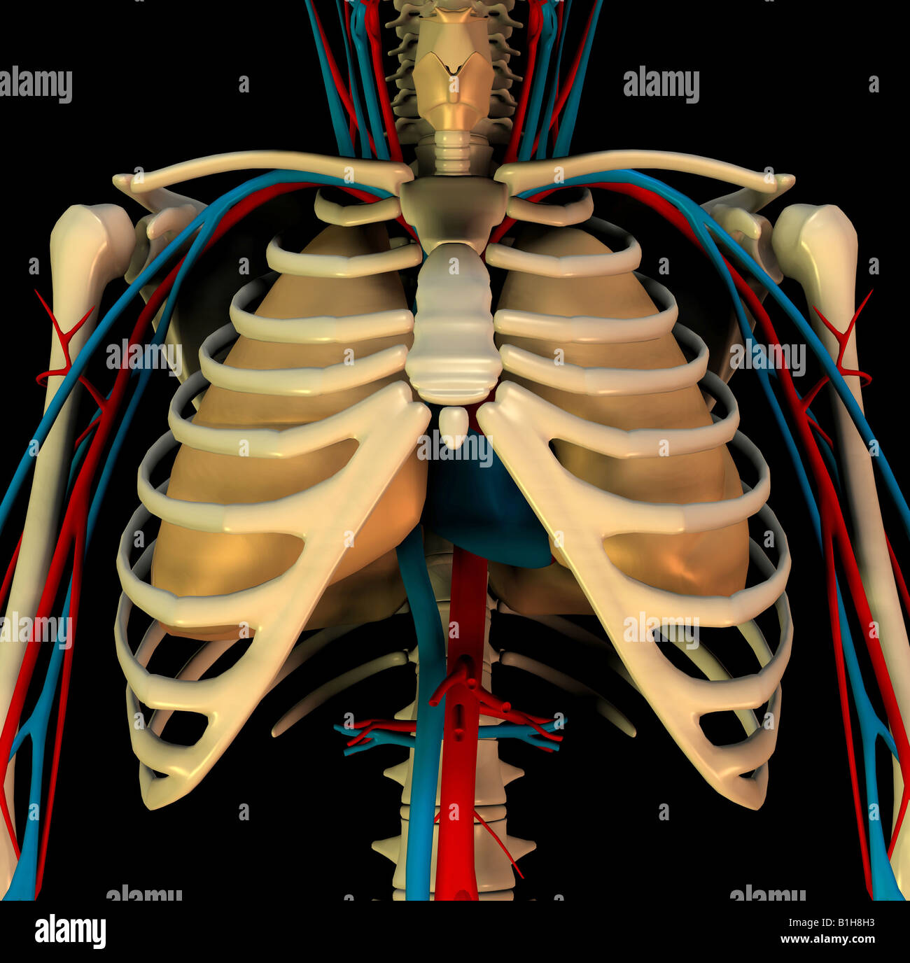 Circulation coeur poumons anatomie Banque D'Images