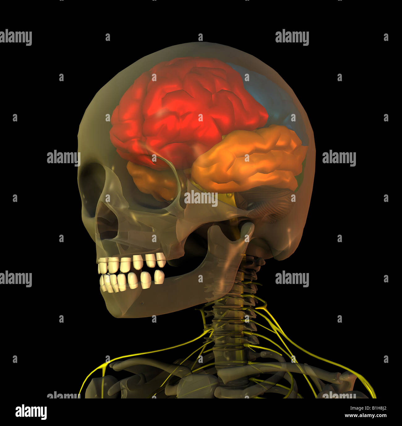 Anatomie du cerveau de la tête Banque D'Images