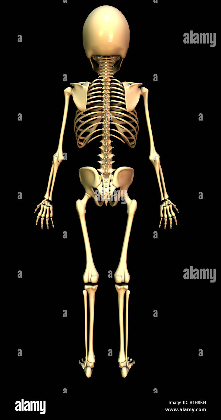 Squelette anatomie Banque D'Images