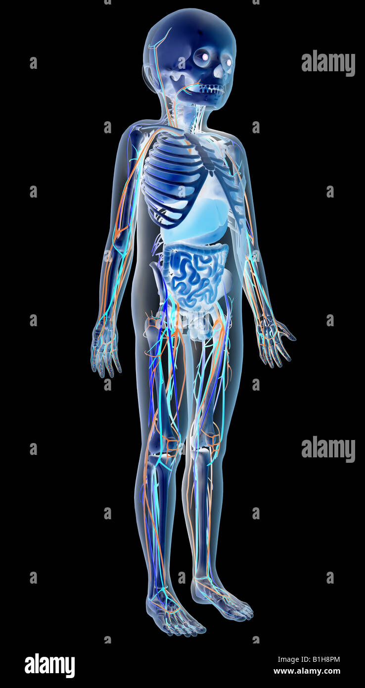 Anatomie de l'enfant avec des organes Banque D'Images