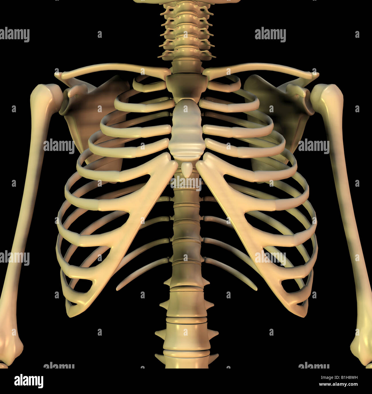 Squelette anatomie Banque D'Images