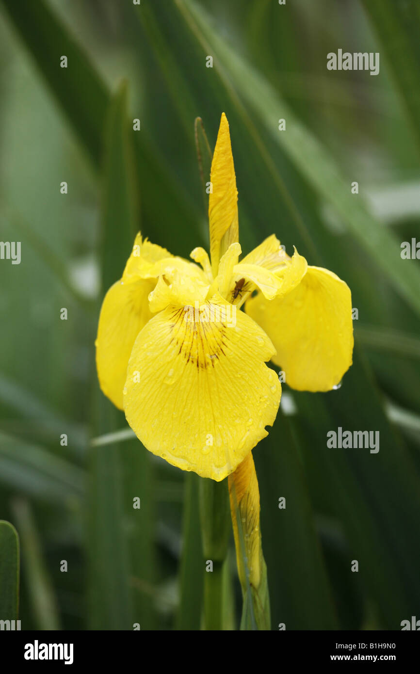 Drapeau jaune Iris pseudacorus Banque D'Images