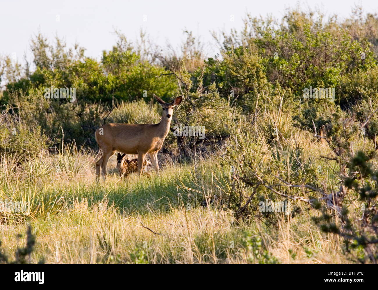 Doe se charge de deux faons dans le désert du Colorado Banque D'Images