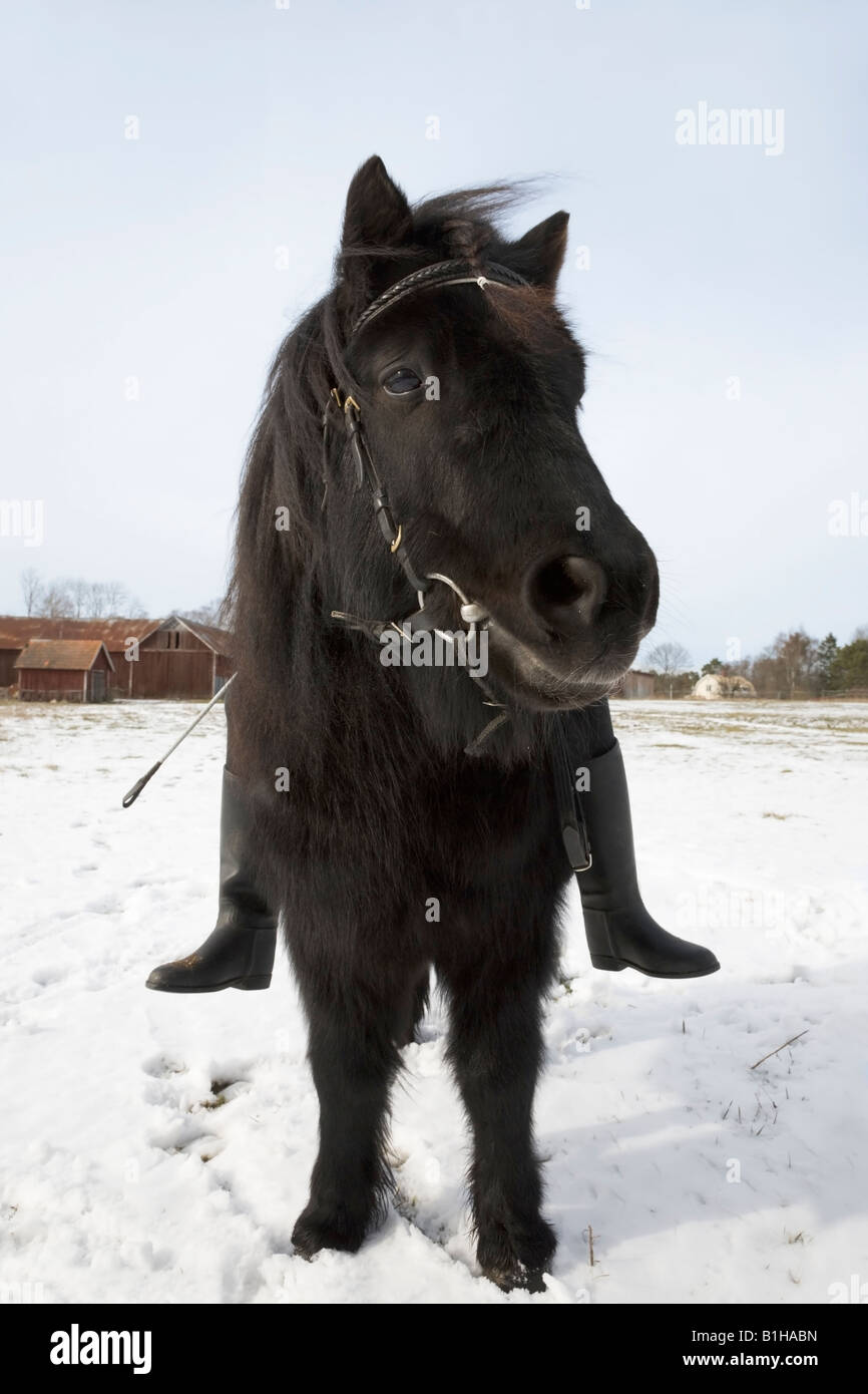 Un joli poney noir dans un champ neigeux Banque D'Images