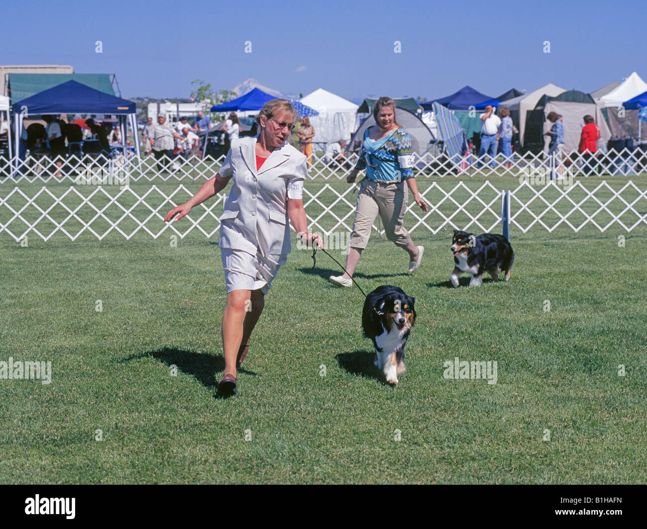Deux femmes montrent leurs bergers australiens dans le Meilleur de Race à la concurrence un American Kennel Club AKC dog show Banque D'Images
